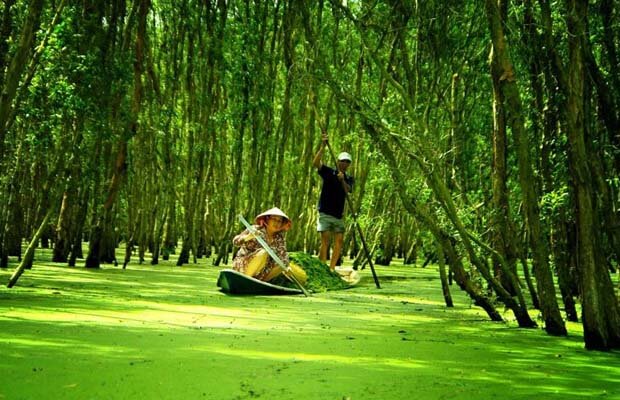 Hình ảnh về Rừng tràm Trà Sư