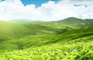 Đồi chè Tân Cương